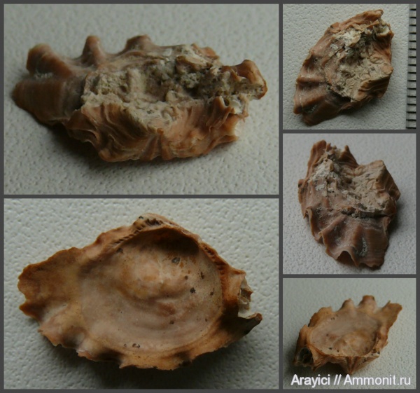 Украина, Lopha, Ostreidae, bivalvia, mollusca, Upper Cretaceous, Радошинский песчаный карьер