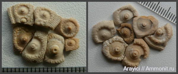 морские ежи, Украина, Echinoidea, Coniacian, Upper Cretaceous, интеамбулакральные пластинки