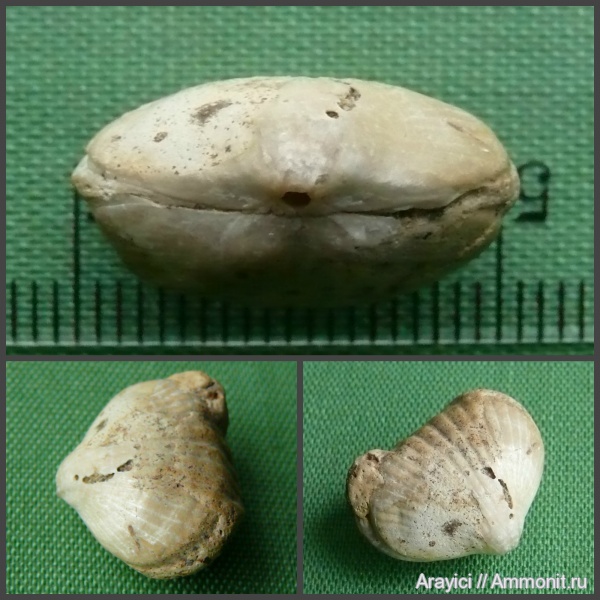 Украина, brachiopoda, Rhynchonellida, Rhynchonellata, Upper Cretaceous, Волынская область