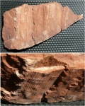 Отлив (?) стебля Calamites sp.