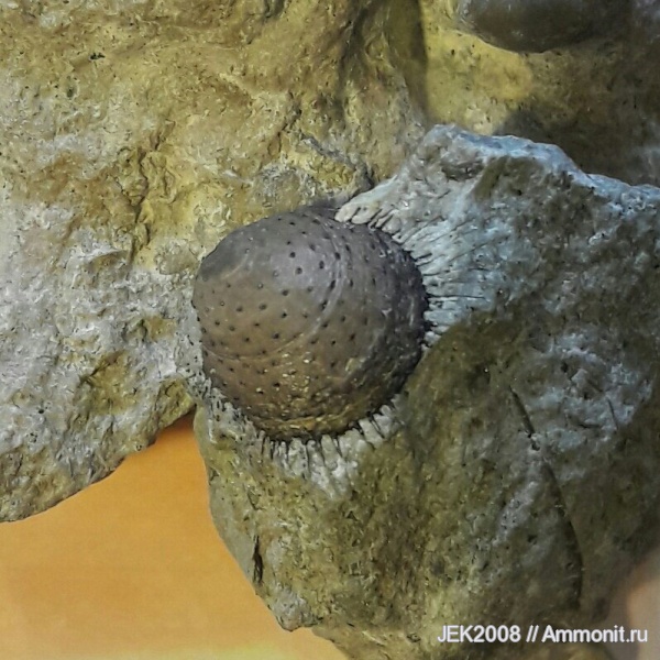 брахиоподы, ордовик, Lichidae, Lingulaformea, Siphonotretidae, Eosiphonotreta