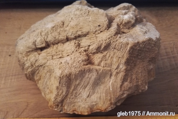 Находка в Нижнем Новгороде  Chaetetes.