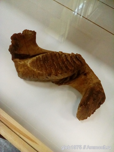 мамонты