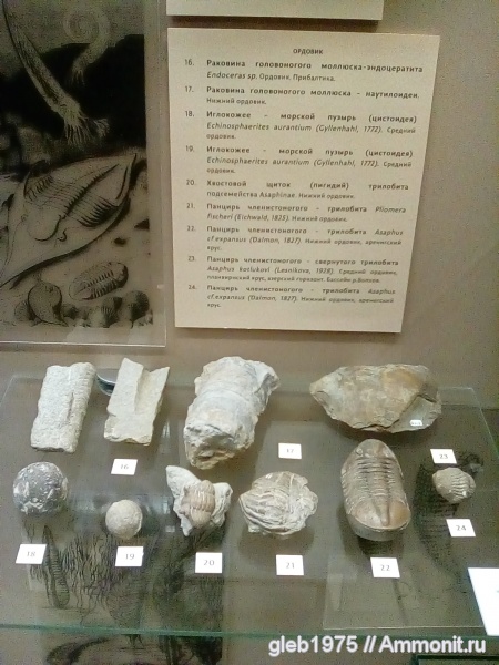 ордовик