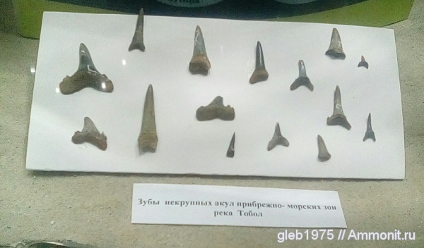 зубы акул