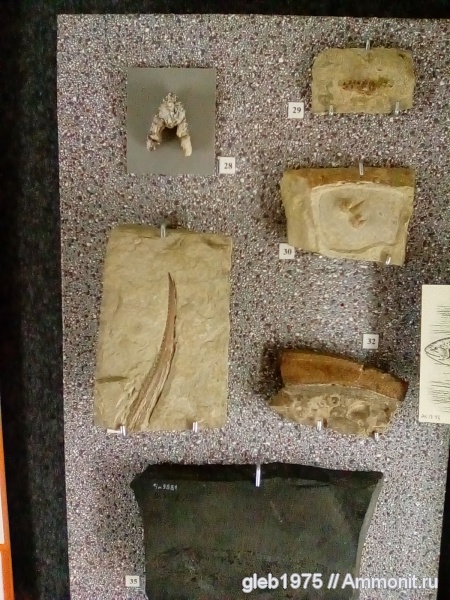 Arpagodus