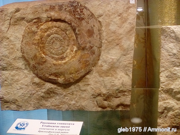 Uraloceras