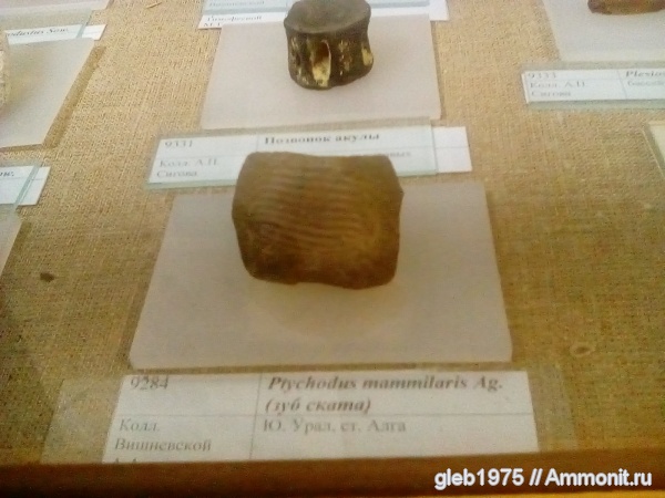 рыбы, Ptyctodus