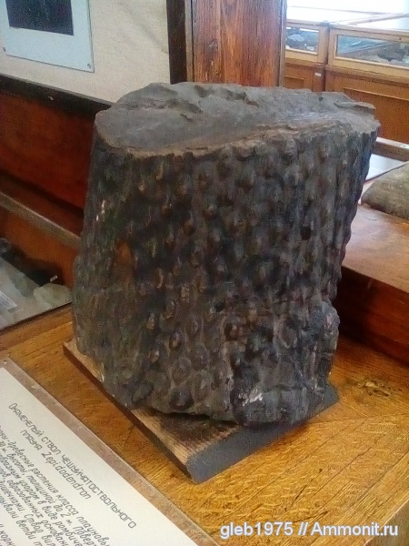 Lepidodendron