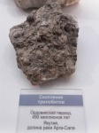 Сибирские трилобитики