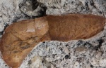 Кости млекопитающих в Крыму.