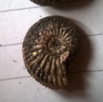 Amoeboceras