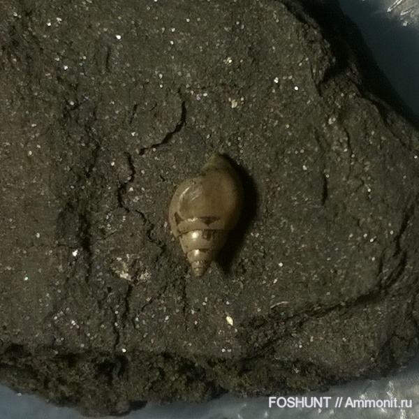 Pictavia, оксфордский ярус