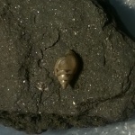 Pictavia laevigata