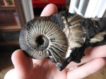 Virgatites gerassimovi