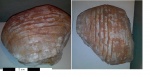 Calchasiceras sp.(?) из нижнего карбона ЛО