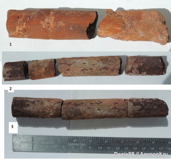 нижний карбон, каламиты, визейский ярус, Archaeocalamites, Archaeocalamites radiatus