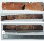 Archaeocalamites radiatus