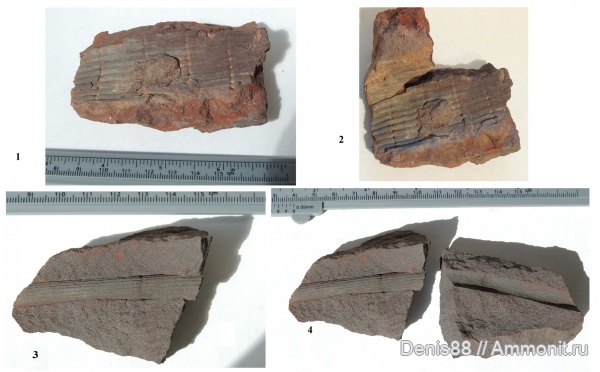 нижний карбон, каламиты, визейский ярус, Archaeocalamites, Archaeocalamites radiatus