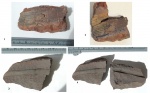 Archaeocalamites radiatus