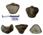 Comiotoechia galinae (Ljasch.)