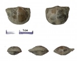 Брахиопода Iowatripa timanica (Mark.)