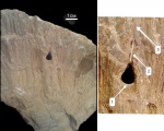Chaetetes sp. с полостью от инородного тела в колонии