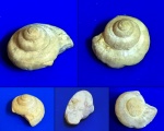 Гастропода семейства Omphalotrochidae (?).