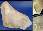 Chaetetes tenuiradiatus (?), обрастание вокруг раковины гастроподы сем. Bellerophontidae