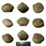 Брахиопода Athiris nobilis (Ljasch.) (?)