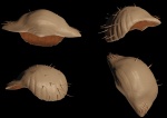 Gigantoproductus superior (Janischewsky). 3D модель.