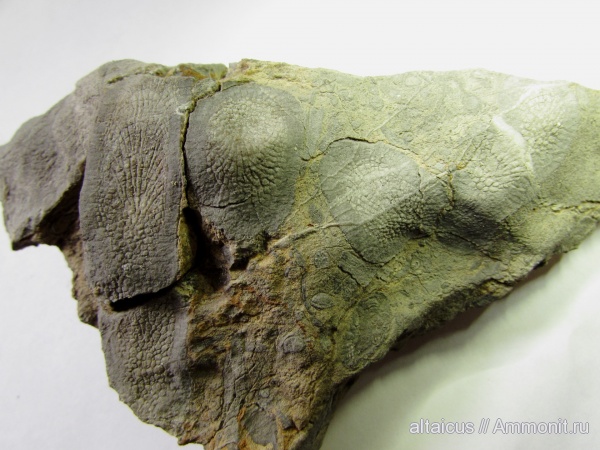 силур, Silurian, Rugosa, Алтай, разрез Тигирек