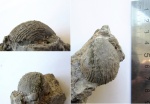 Conchidium