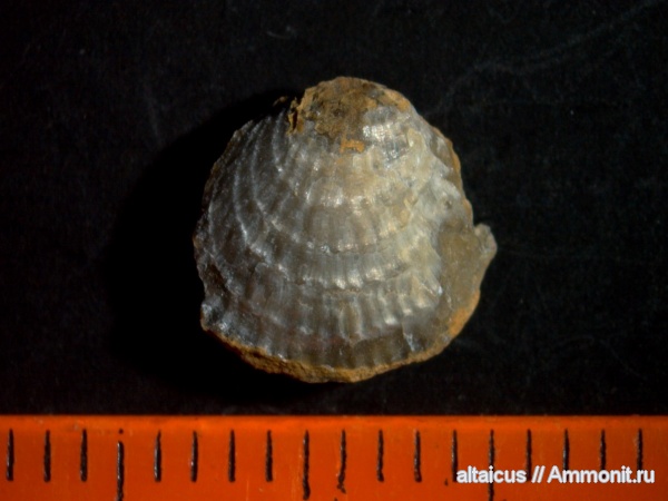 силур, brachiopoda, Atrypida, Алтай