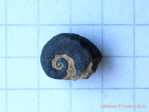 силур, Gastropoda, Алтайский край, нижний силур