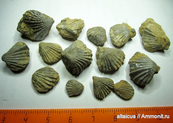 брахиоподы, силур, Алтай, Rinchonellida, Stegerhynchus