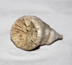 Caryophyllia