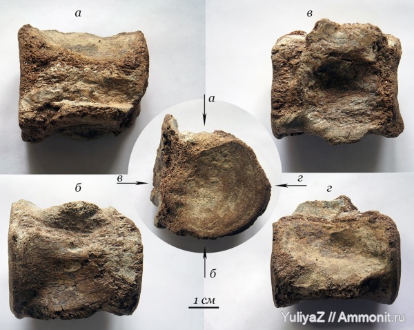 плезиозавры, позвонки, кости рептилий, Colymbosaurinae, позвонки плезиозавров