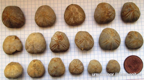 мезозой, нижний мел, Крым, готерив, валанжин, Toxaster, Toxaster retusus, нижний готерив
