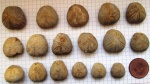 Лучшие из моих морских ежей Toxaster retusus и Toxaster sp.