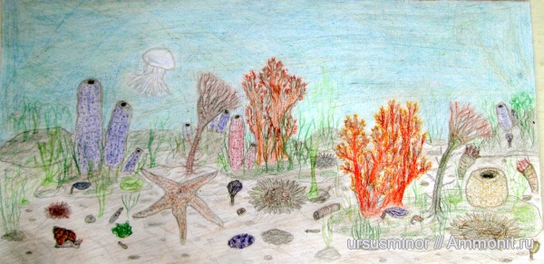 гастроподы, морские ежи, морские лилии, кораллы, губки, оксфорд, морские звезды, Крым, Судак, Новый Свет