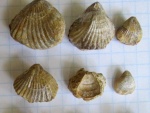 Брахиоподы Cyclothyris