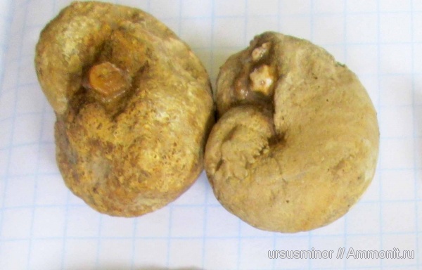 аммониты, иглокожие, криноидеи, Крым, баррем, нижний баррем, Phyllocrinus, Phyllopachyceras, Phyllopachyceras cataschiense