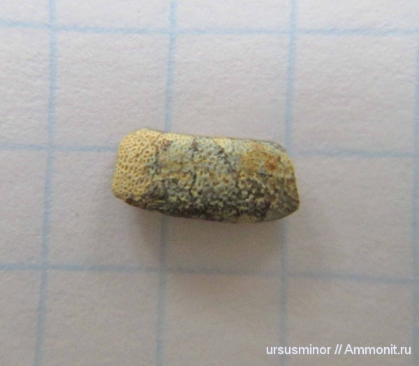 рыбы, акулы, Крым, готерив, зубы акул, Asteracanthus, нижний готерив