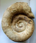Крупный валанжинский Biasaloceras? sp.
