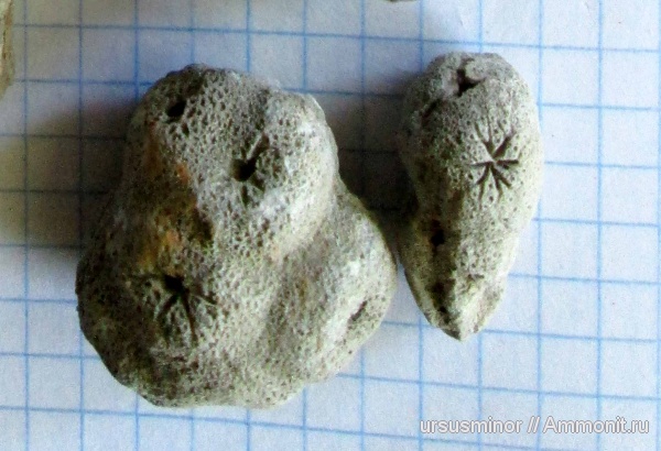 Stellispongia