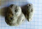 Титонские губки. Stellispongia? Титонские губки. Stellispongia?