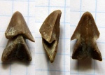 Ринхолит Hadrocheilus sp.