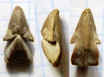 Нижнеаптский ринхолит Hadrocheilus sp. Неописанный?
