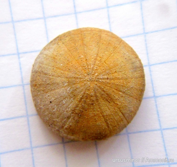 Discoidea karakaschi, Discoidea, нижний готерив